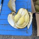 Sầu riêng hàng Thái xuất khẩu  - Ảnh 6