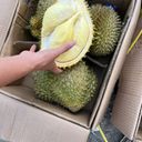 Sầu riêng hàng Thái xuất khẩu  - Ảnh 5