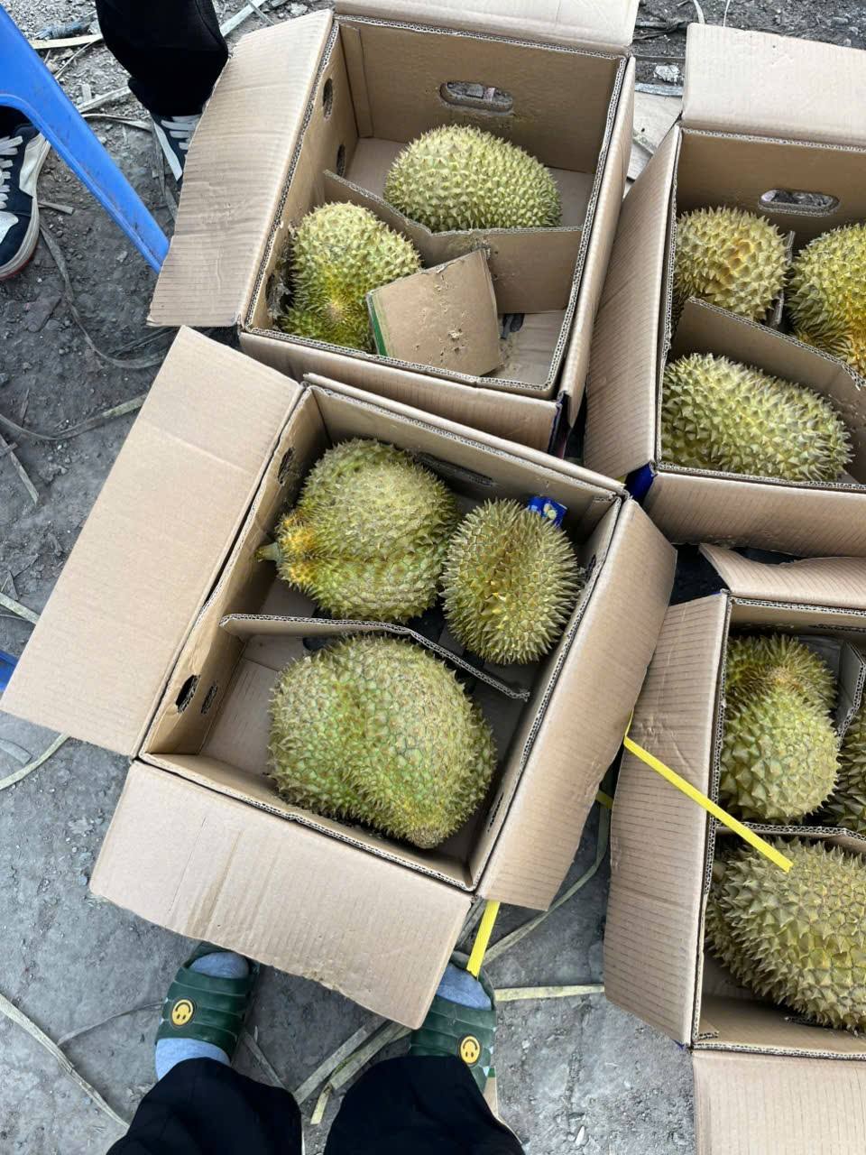 Sầu riêng hàng Thái xuất khẩu 