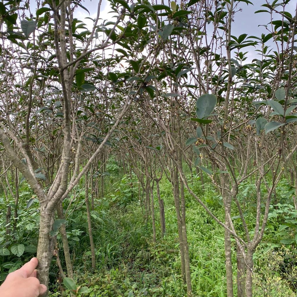 Cây mộc hương - mộc hương ta