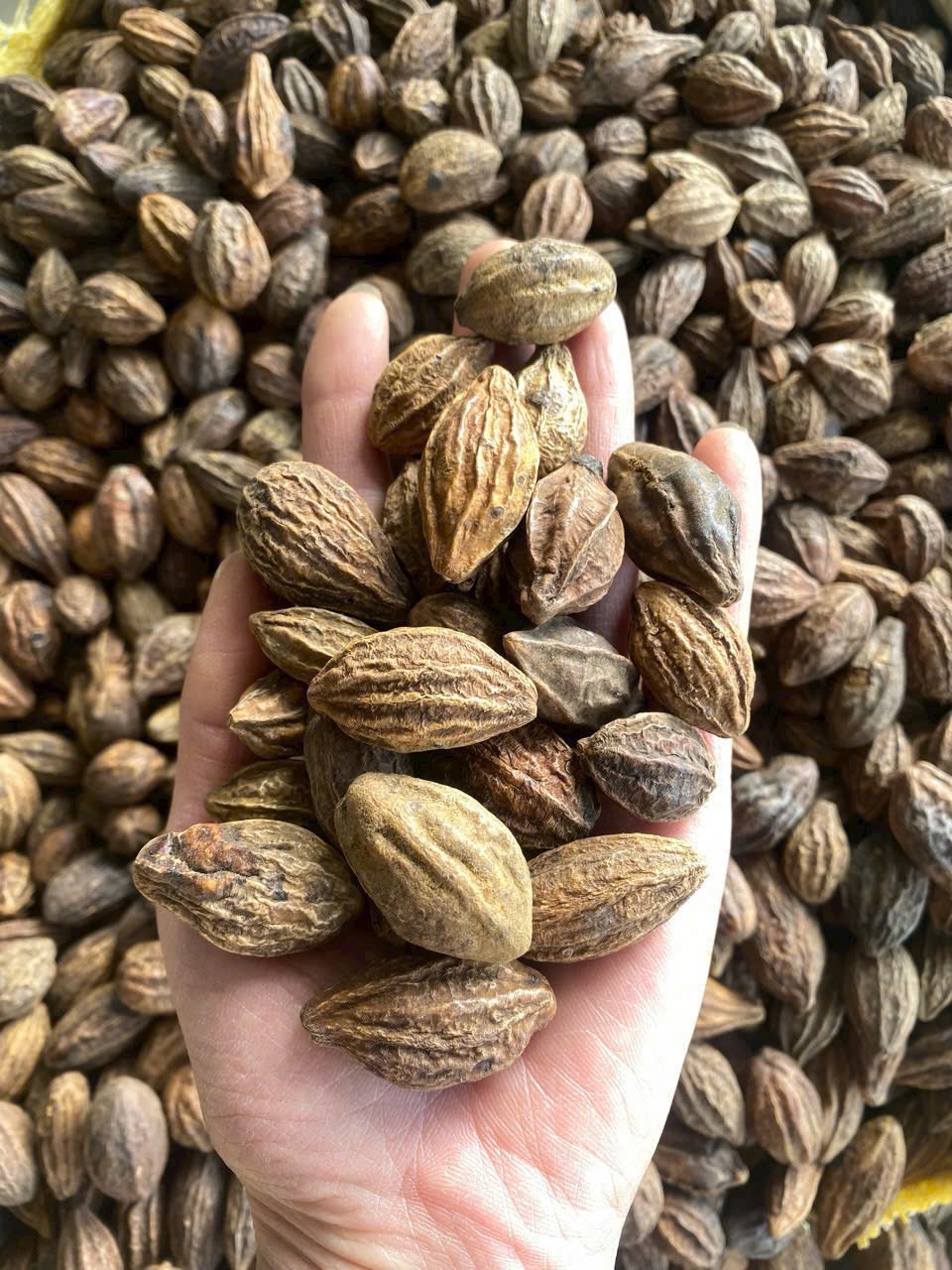 Kha tử khô 500g