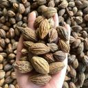 Kha tử khô 500g