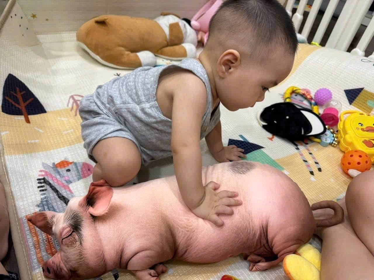 Lợn gối ôm 3D
