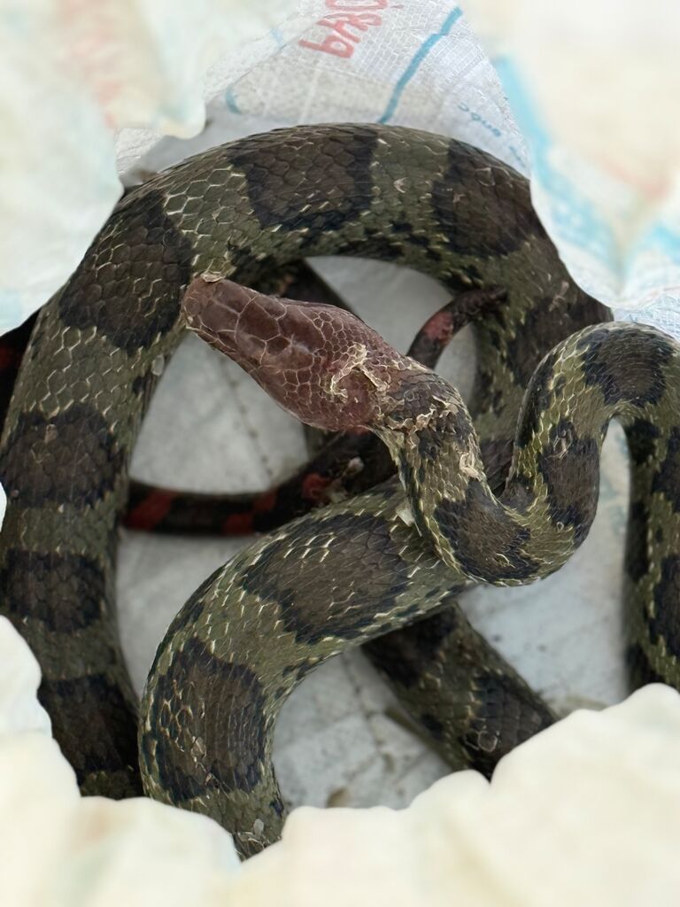 Snack tự nhiên 0,5kg