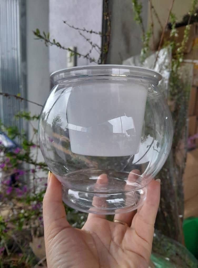 Chậu trồng gừng 