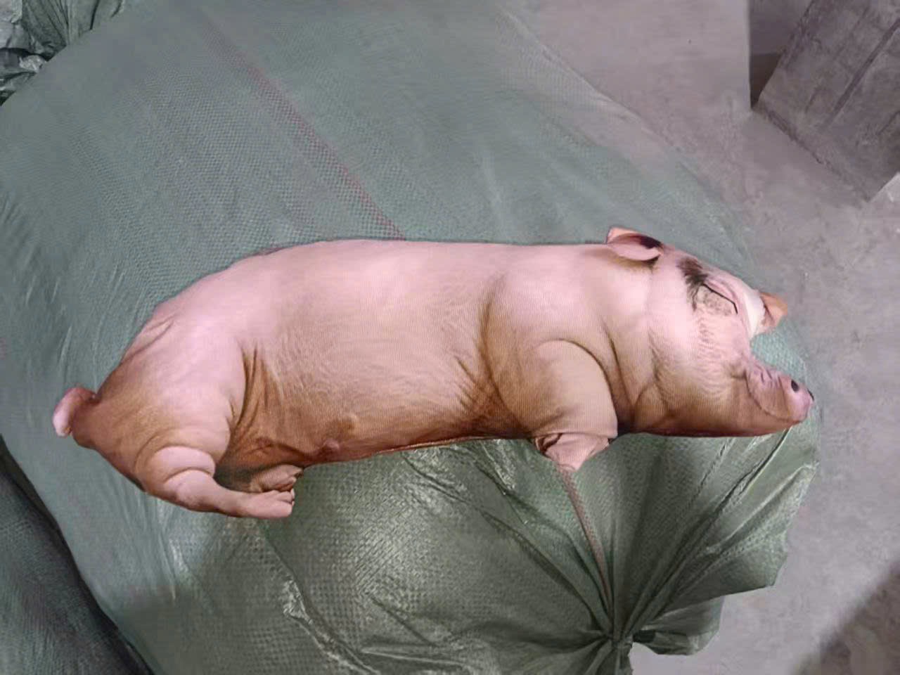 Gối ôm heo 3d