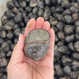 Ốc trắm tự nhiên Thái Nguyên