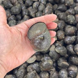 Ốc trắm tự nhiên Thái Nguyên
