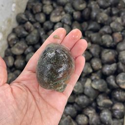 Ốc trắm tự nhiên Thái Nguyên