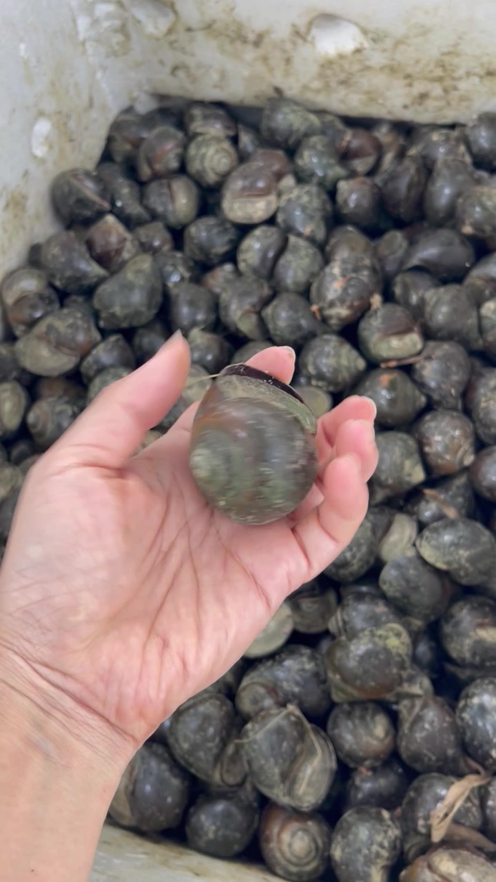 Ốc trắm tự nhiên Thái Nguyên