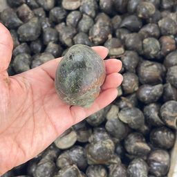 Ốc trắm tự nhiên Thái Nguyên