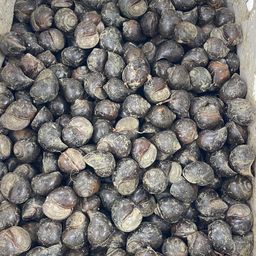 Ốc trắm tự nhiên Thái Nguyên