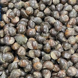 Ốc trắm tự nhiên Thái Nguyên