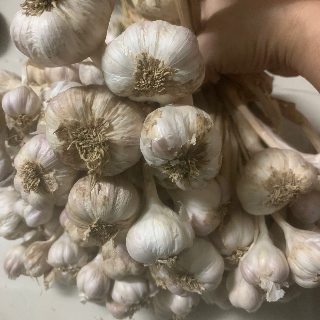 Tỏi khô ta Kinh Môn